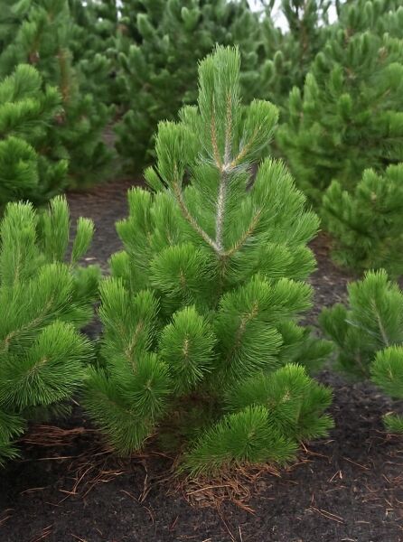 Pinus heldreichii 'Horák' / Schlangenhaut-Kiefer 'Horák', 100-125 cm, mehrtriebiger Nadelbaum mit dichten grünen Nadelbüscheln.
