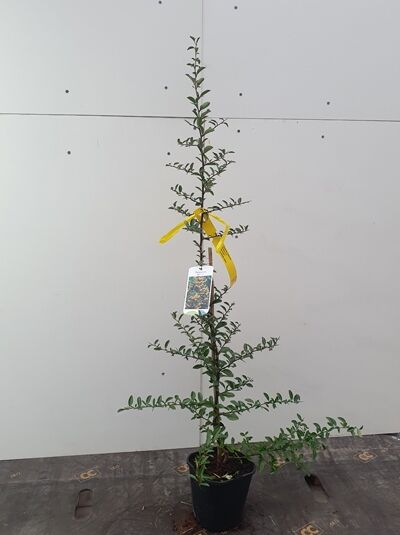 Pyracantha 'Soleil d'Or' / Feuerdorn 'Soleil d'Or', 80–100 cm C1.5, aufrechter Strauch im Topf mit grünen Blättern und Etikett.