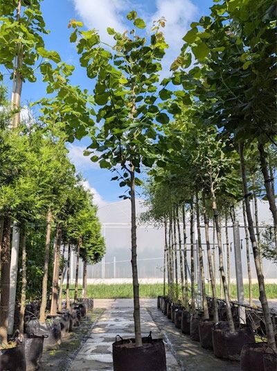 Tilia platyphyllos / Sommer-Linde Hochstamm 14-16 StU im Container, gerader Stamm mit Krone und grünen Blättern.
