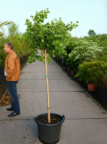 Kugel-Ginkgobaum Ginkgo biloba 'Mariken' 150 cm Stamm im Topf C12, Baum mit kugeliger Krone und grünen Blättern.