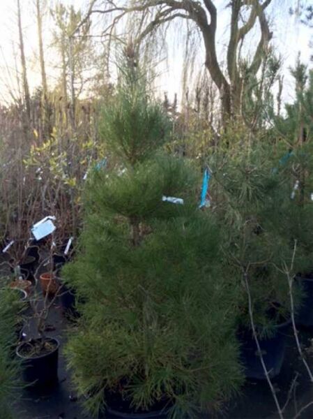 Pinus pinaster (Seekiefer/Strandkiefer) im Container C50, 175–200 cm, mehrstämmig mit dichtem, grünem Nadelkleid.