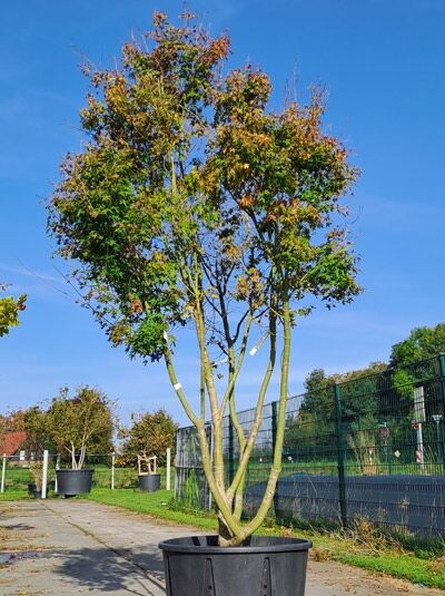 Japanischer Fächer-Ahorn &#039;Ueno-yama&#039; 275-300 cm (719605) / Acer palmatum &#039;Ueno-yama&#039;