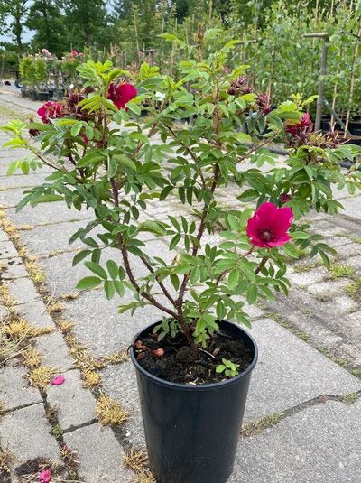 Rosa Strandperle ® 'Norderney' (Rosa) Strauchrose, C5-Topf, buschiger Wuchs mit grünem Laub und pinken Blüten.