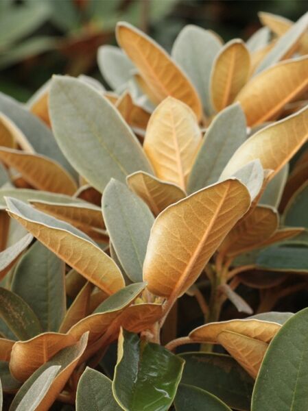 Rhododendron 'Special Dane' / Rhododendron bureavii x pachysanthum 'Special Dane'