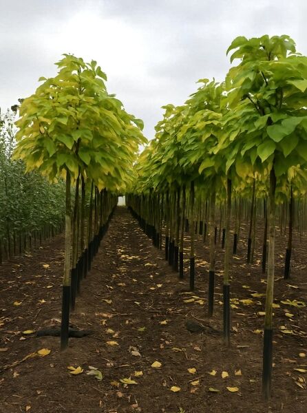 Catalpa bignonioides 'Nana' Kugel-Trompetenbaum, 200 cm Stamm, 10-12 StU, Bäume in Reihe mit kugeliger Krone.