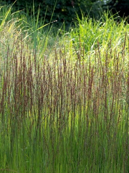 Kleines Pfeifengras 'JS Aha Erlebnis ®' / Molinia caerulea 'JS Aha Erlebnis ®' 