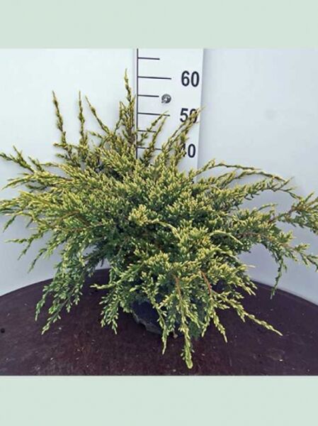 Juniperus squamata 'Holger' / Zwerg-Wacholder 'Holger', flach wachsender Nadelstrauch im Topf, 50–60 cm breit, C20