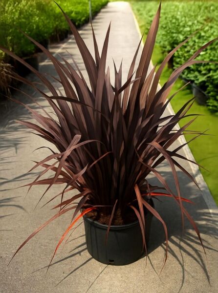 Phormium tenax 'Evening Glow' / Neuseeländer-Flachs 'Evening Glow' im Topf, dunkel rötlichbraune, schmale Blätter, 80–100 cm, C20