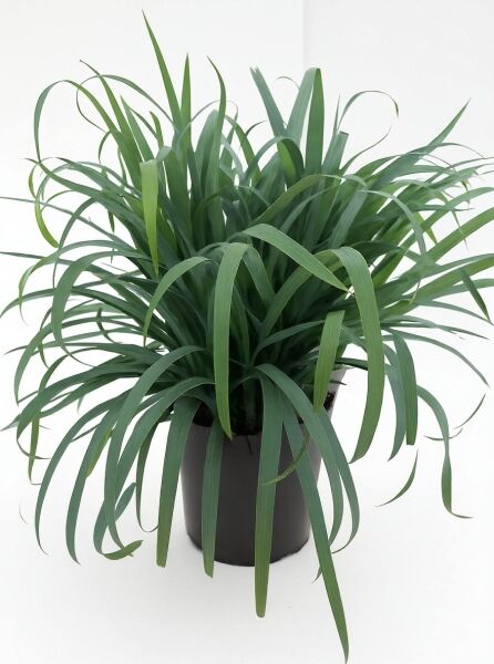 Kriechende Segge (Carex luxiculmis 'Bunny Blue') im Topf C5, dichter Horst mit langen, schmalen, überhängenden grünen Blättern.