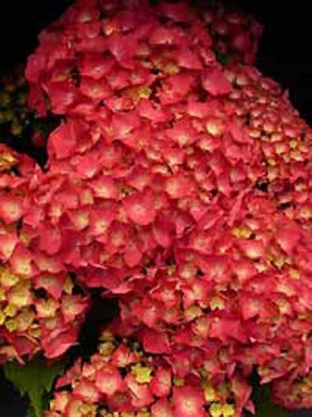 Bauern-Hortensie 'Leuchtfeuer ®' / Hydrangea macrophylla 'Leuchtfeuer ®'