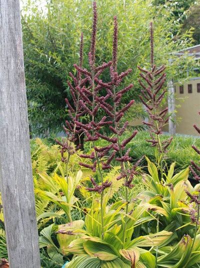 Schwarzer Germer / Veratrum nigrum