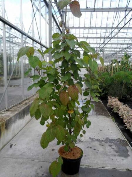 Taschentuchbaum / Aufwiedersehenbaum / Taubenbaum / Taschentuchbaum / Aufwiedersehenbaum / Taubenbaum