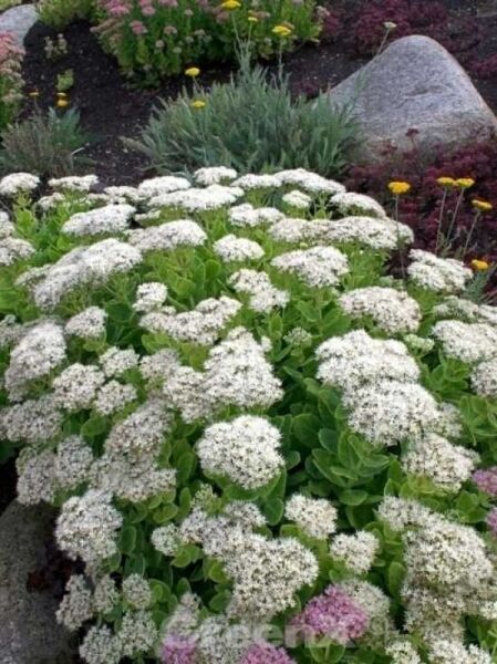 Prächtiges Fettblatt 'Stardust' / Sedum spectabile 'Stardust'