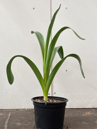 Riesen-Lauch - Allium giganteum