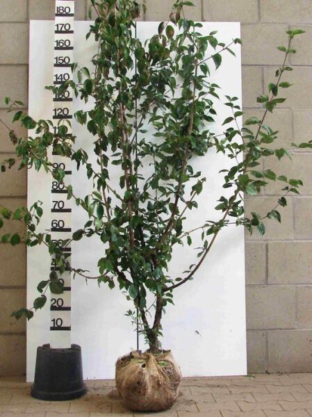 Cornus mas (Kornelkirsche) 150–175 cm m. B., mehrstämmiger Strauch mit grünen Blättern im Ballenware-Jutesack.