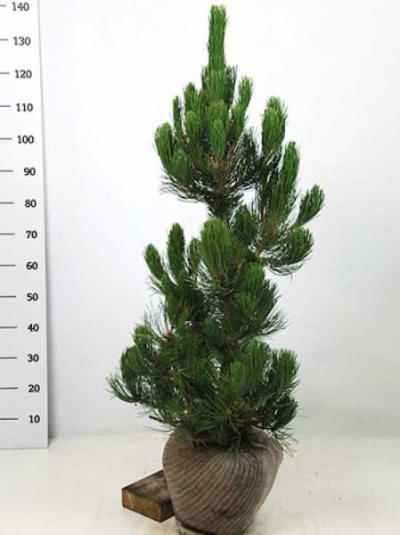 bosnische Kiefer 'Satellit' / Pinus heldreichii 'Satellit'