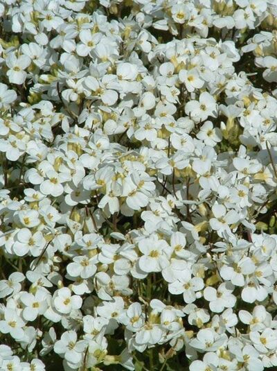 Gänsekresse 'Schneehaube' / Arabis caucasica 'Schneehaube' kaufen