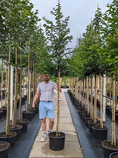 Styrax japonicus (Japanischer Storaxbaum) Hochstamm 10-12 StU im Container, junger Baum mit Stamm und grünen Blättern.