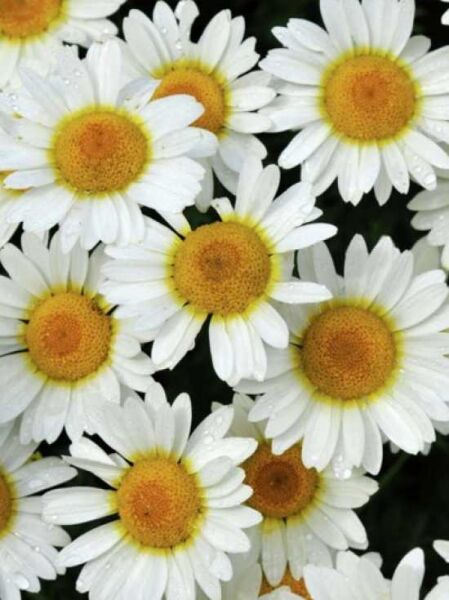 Färber-Kamille 'Sauce Hollandaise' / Anthemis tinctoria 'Sauce Hollandaise'