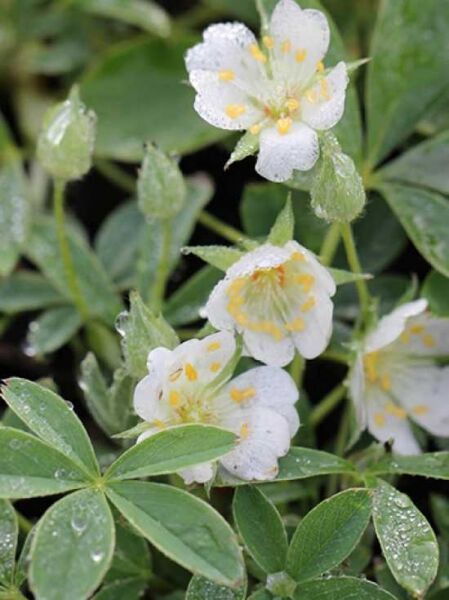 Weißes Fingerkraut / Potentilla alba
