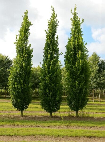 Quercus robur 'Fastigiata Koster' / Säulen-Eiche 'Fastigiata Koster' 600-700 cm, säulenförmiger Baum mit dichtem Laub.