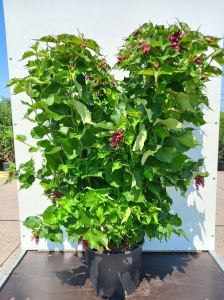 Schöne Leycesterie 'Purple Rain' / Schöne Leycesterie 'Purple Rain'