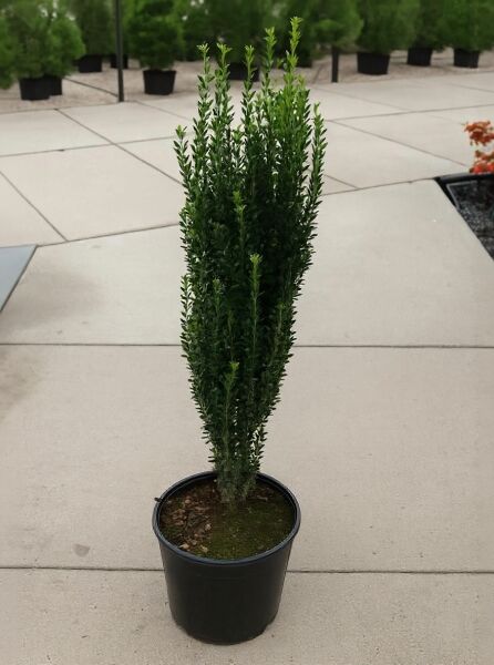 Japanische Säulen-Stechpalme Ilex crenata 'Fastigiata', 60–80 cm, im Container C10, schlank aufrechter Wuchs mit dichtem Laub.