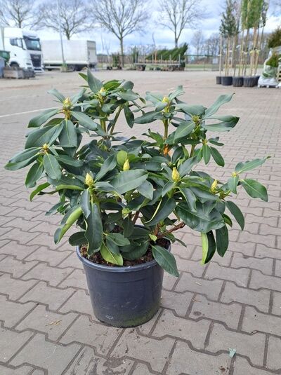 Rhododendron Hybride 'Halfdan Lem' (Rhododendron 'Halfdan Lem') 60-80 cm C20, immergrüner Strauch im schwarzen Topf mit Knospen