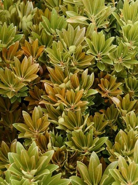Japanische Lavendelheide 'Temple Bells' / Pieris japonica 'Temple Bells'