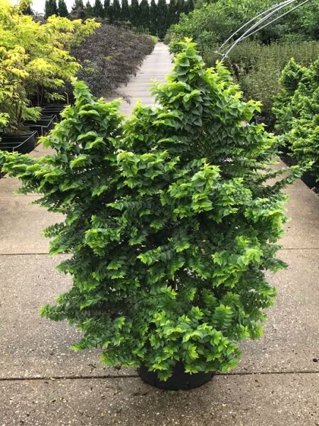 Kleinkronige Ulme Ulmus minor 'Jacqueline Hillier' 100-125 cm C50, kompakter Strauch im Container mit dichtem grünem Laub