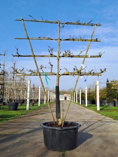 Apfelspalier 'Grahams Jubiläumsapfel' H:130 B:160 T:20 (Stamm 90 cm) / Malus domestica 'Grahams Jubiläumsapfel' (876059)