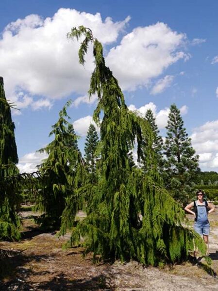 Hänge-Nootkazypresse (Chamaecyparis nootkatensis 'Pendula'), hängender Wuchs, 600–700 cm, mit Db.