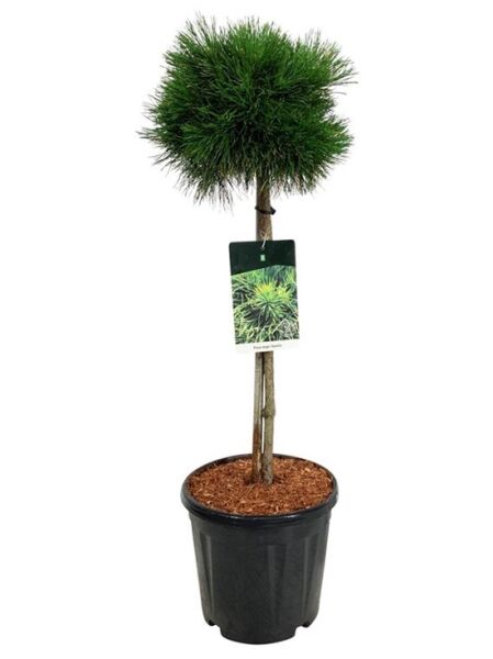 Kompakte Kugel-Kiefer 'Varella' / Pinus mugo 'Varella'