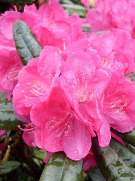 Rhododendron Hybride 'INKARHO Homer' / Rhododendron Hybride 'INKARHO Homer'