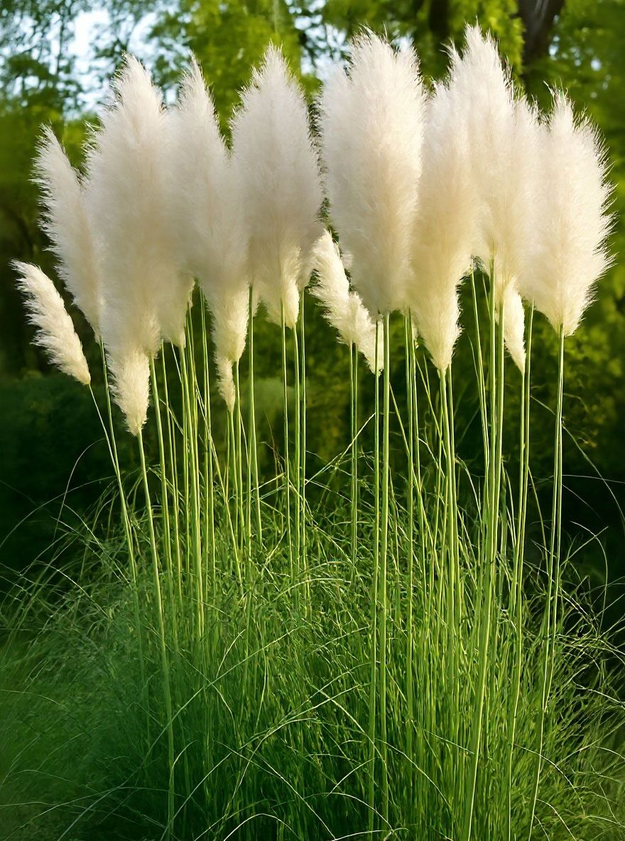 Hohes Pampasgras - Cortaderia selloana