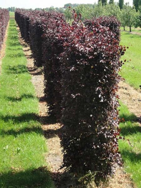 Fagus sylvatica 'Atropurpurea' / Blutbuche / Fertighecke / Heckenelement 150 cm x 50 cm x 50 cm
