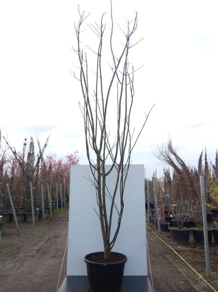 Samthaarige Stinkesche / Bienenbaum / Honigesche / Samthaarige Stinkesche / Bienenbaum / Honigesche