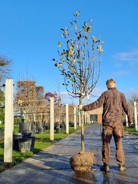Prunus avium 'Regina' / Süßkirsche 'Regina' Halbstamm 16-18 StU mit Drahtballen, junger Baum mit Stamm und Krone