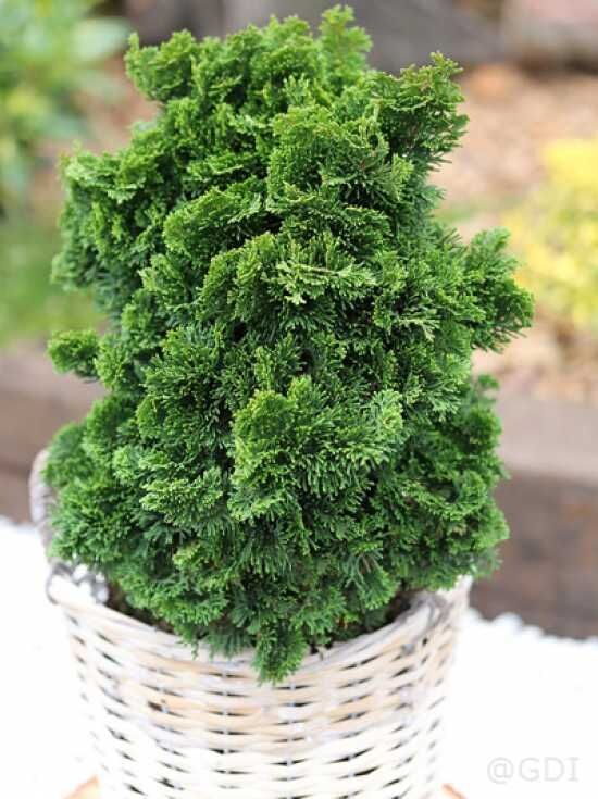 Zwerg-Muschelzypresse 'Nana Gracilis' - Chamaecyparis obtusa 'Nana Gracilis'