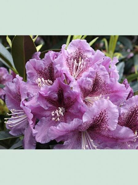 Rhododendron 'Violette Funken' / Rhododendron Hybride 'Violette Funken'