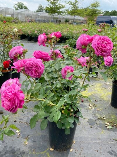 Rosa 'Lilac Topaz'®, Beetrose 'Lilac Topaz'® C5 im Topf mit pinkfarbenen, gefüllten Blüten und grünem Laub