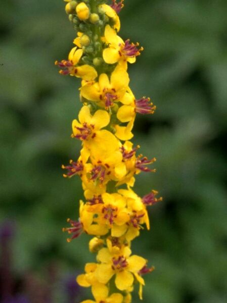 Großblütige Königskerze / Verbascum densiflorum