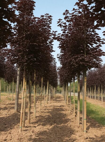 Spitz-Ahorn Acer platanoides 'Royal Red', Hochstamm 14-16 StU, mit rotem Laub, Reihe junger Bäume mit Stützpfählen.