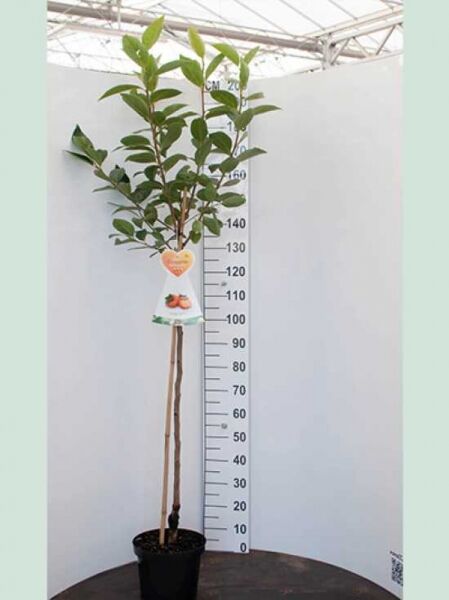 Diospyros kaki (Kakipflaume) Halbstamm 8-10 StU im C20-Topf, junger Baum mit grünem Laub und geradem Stamm.