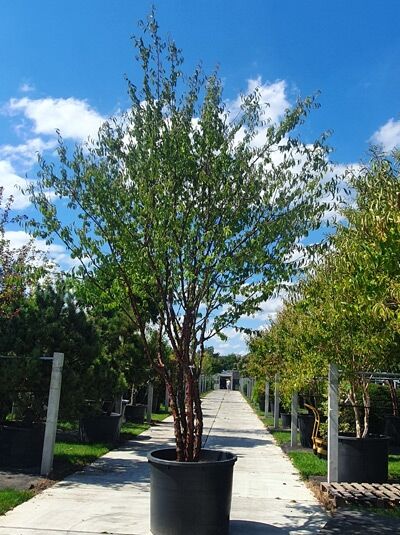 Prunus serrula (Mahagoni-Kirsche) 'Schirmform' 450-500 cm, mehrstämmiger Baum im Container mit schirmartiger Krone.