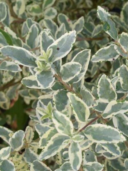 Weißbunter japanischer Liguster 'Variegatum' / Ligustrum japonicum 'Variegatum'