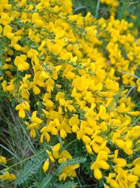 Besenginster / Cytisus scoparius