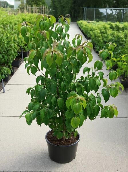 Japanischer Blumen-Hartriegel Cornus kousa 'Scarlet Fire'®, 125–150 cm, im C20-Topf, buschiger Wuchs mit grünem Laub