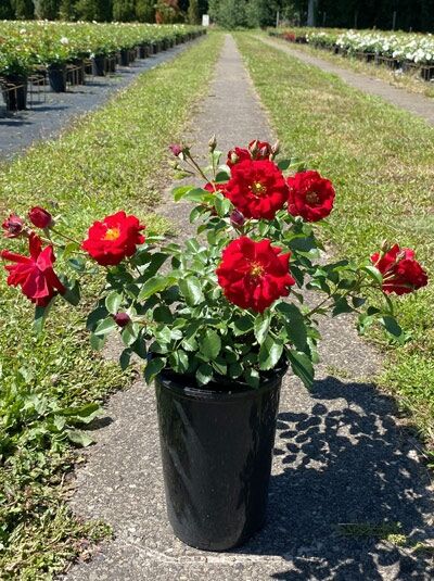 Bodendeckerrose 'Austriana' (Rosa 'Austriana') im Topf, rot blühend, mit grünen Blättern, Variante C3