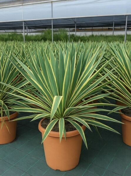 Yucca gloriosa 'Variegata' / Gelbbunte Kerzen-Palmlilie im Topf C20, rosettenförmiger Wuchs mit grün-gelb panaschierten Blättern